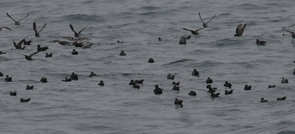 Storm-petrels